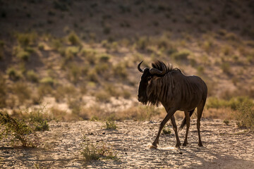 Blue wildebeest   walking in backlit at twilight in Kgalagadi transfrontier park, South Africa ; Specie Connochaetes taurinus family of Bovidae