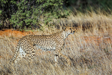 Cheetah walking in grass in Kgalagadi transfrontier park, South Africa ; Specie Acinonyx jubatus family of Felidae