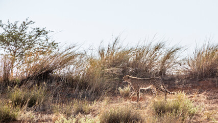 Cheetah walking up the dune in backlit in Kgalagadi transfrontier park, South Africa ; Specie Acinonyx jubatus family of Felidae