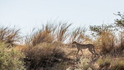 Naklejka na ściany i meble Cheetah walking up the dune in backlit in Kgalagadi transfrontier park, South Africa ; Specie Acinonyx jubatus family of Felidae
