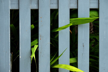 fence and green grass
