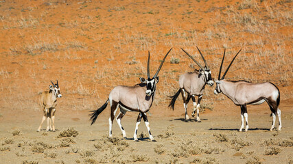 Three South African Oryxand calf in desert area in Kgalagadi transfrontier park, South Africa; specie Oryx gazella family of Bovidae