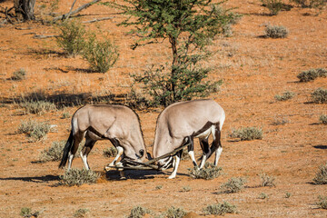Two South African Oryx bull fighting in Kgalagadi transfrontier park, South Africa; specie Oryx...
