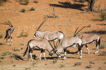 Small group of South African Oryx with two male dueling in Kgalagadi transfrontier park, South...