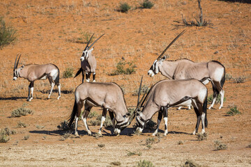 Small group of South African Oryx with two male dueling in Kgalagadi transfrontier park, South Africa; specie Oryx gazella family of Bovidae