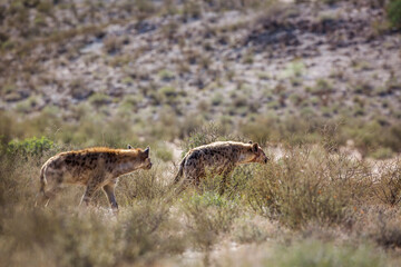 Two Spotted hyaena walking in backlit in dry land in Kgalagadi transfrontier park, South Africa; Specie Crocuta crocuta family of Hyaenidae