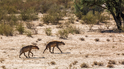Two Spotted hyaena walking in desert area in Kgalagadi transfrontier park, South Africa; Specie Crocuta crocuta family of Hyaenidae