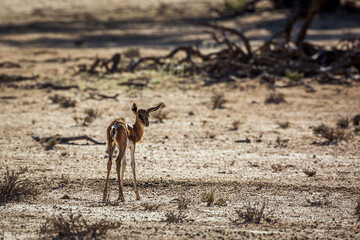 Fototapeta premium Baby Springbok alone in desert area in Kgalagari transfrontier park, South Africa ; specie Antidorcas marsupialis family of Bovidae