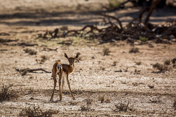 Baby Springbok alone in desert area in Kgalagari transfrontier park, South Africa ; specie Antidorcas marsupialis family of Bovidae