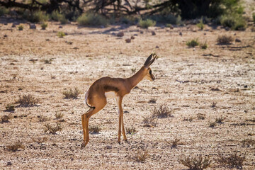 Baby Springbok jumping and running in Kgalagari transfrontier park, South Africa ; specie Antidorcas marsupialis family of Bovidae - obrazy, fototapety, plakaty