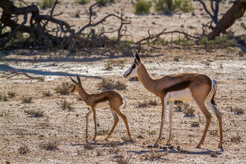 Springbok mother an calf in Kgalagari transfrontier park, South Africa ; specie Antidorcas marsupialis family of Bovidae