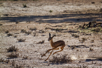 Baby Springbok jumping and running in Kgalagari transfrontier park, South Africa ; specie Antidorcas marsupialis family of Bovidae
