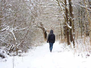 Zimowy spacer przez las. - obrazy, fototapety, plakaty