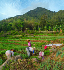 farmers in the field