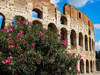 Obraz premium Azalea flowering plant in front of the Colosseum in Rome
