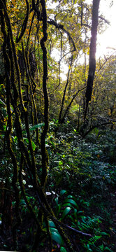 in the jungle