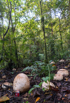 mushroom in the jungle