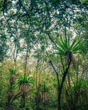 in the jungle