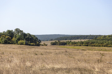 Obraz premium tree in a field