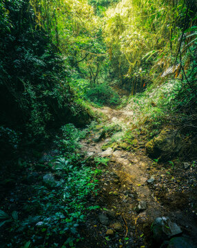 in the jungle