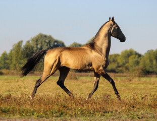 horse running in the field, golden stallion with black mane and tail,