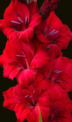 Red gladiolus (Flowers) Isolated on a Black Background