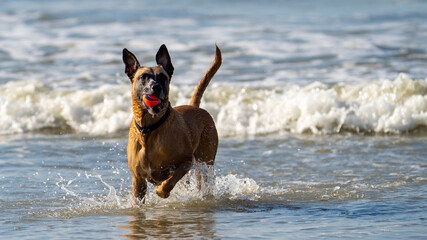 dog running on the beach with a toy in his mouth