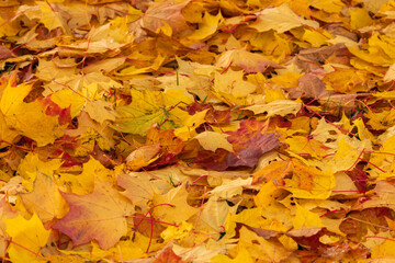 Naklejka na ściany i meble Autumn multicolored maple leaf on the ground