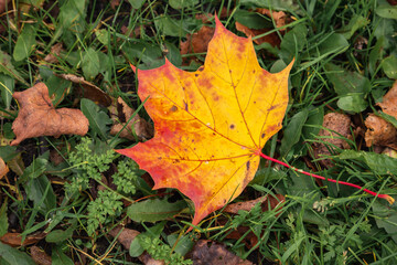 autumn multicolored maple leaf on the grass  