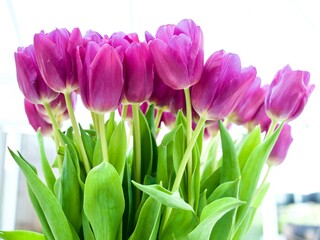 purple tulips
