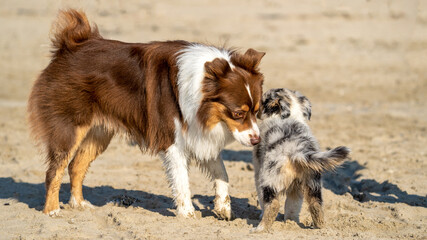 two dogs playing in the sand