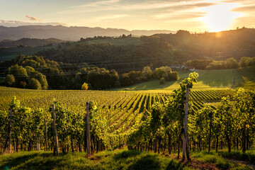 Vineyard sunset in Slovenia, Zgornja Kungota, white grapes