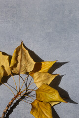Branch leaves with tree over grey concrete backgound, flat lay. Autumn herbarium. Vertical layout.