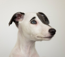 Cute pet whippet puppy looking around