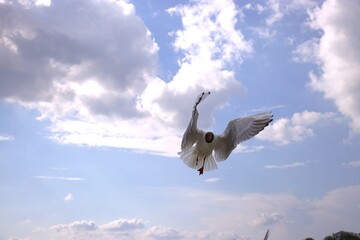 seagull flying in the sky
