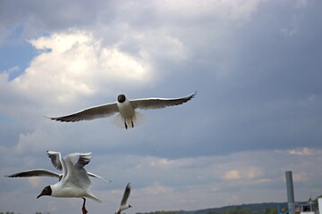 seagull flying in the sky