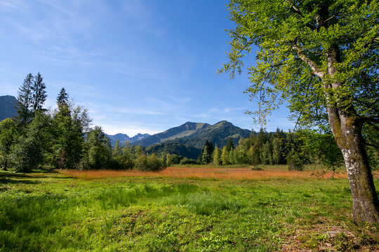 Oberstdorf - View to autumn scenery  nearby Lake Moorweiher with colored reed