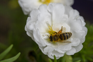 Closeup shot of a female sweat bee on a white flower