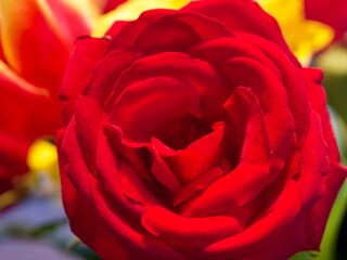 Red rose close up