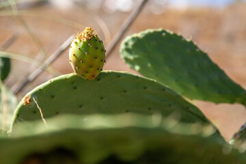 cactus fig tenerife 