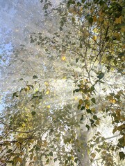 Trees through sunshine