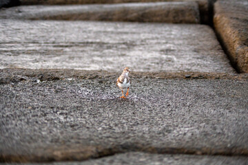 butterfly on the sand