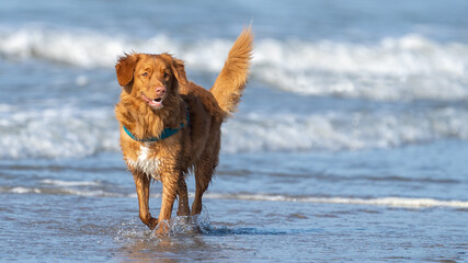 golden retriever running in the water, toller dog on the beach. dog on the beach