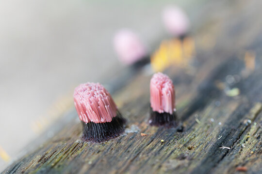 Stemonitis fusca a Myxomycete on rotting wood in a European forest