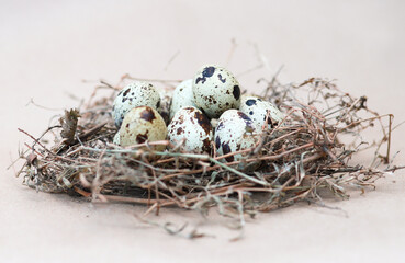 quail eggs and bird's nest.