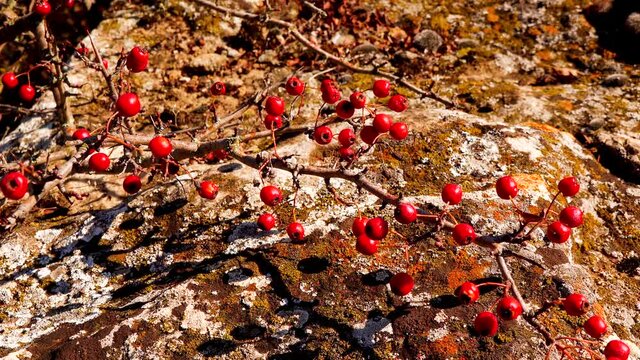 Midland or English hawthorn, woodland hawthorn or mayflower (Crataegus laevigata), red berries on a bush branch against the background of the Kuyalnitsky estuary