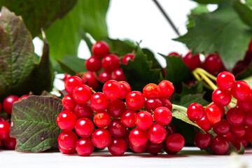 Red rowan berries on a white background. Healthy berries