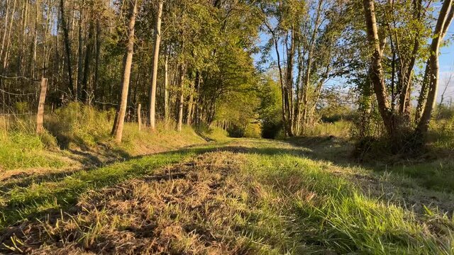 Autumn walk in the setting sun. 4K
