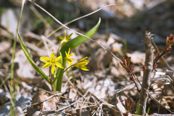A lonely yellow flower of Buttercup creeping in early spring among the dried autumn leaves.