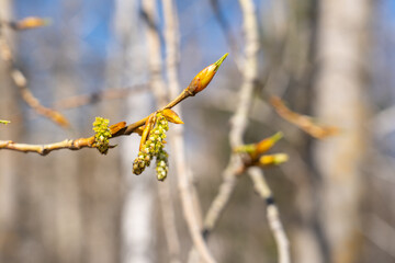 Young leaves and buds of poplar on a tree branch against a blue sky. Selective focus, blurred